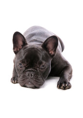 Poster - French Bulldog 1