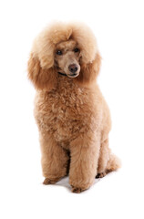 Poster - Poodle 1