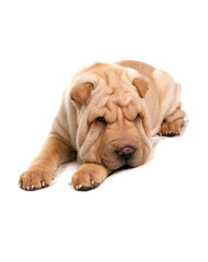 Wall Mural - Shar Pei 1