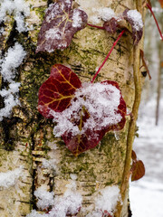 Poster - Winterlandschaft