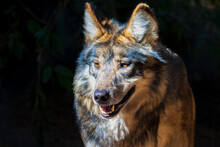 Mexican Wolf Headshot