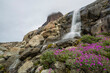 © robertharding - River beauties (dwarf fireweed) and a small waterfall from melt-water river from Igdlorssuit Glacier, Prins Christian Sund, Greenland, Polar Regions