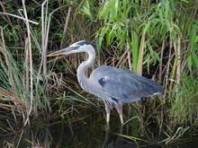 Great Blue Heron (Ardea Herodias), Standing Alert Beside Trail In Shark Valley, Everglades National Park, Florida, United States Of America, North America