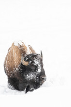 Vertical Of American Bison (Bison Bison), Covered In Snow, Montana, United States Of America, North America
