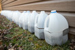 Milk jugs used for Winter seed starting for plants to be planted in the garden in the Spring. The milk jugs act as a greenhouse for the plants and encourage growth in the Spring.