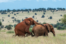 Two Male African Elephants (Loxodonta Africana) Displaying Homosexual Behavior, Tsavo, Kenya, East Africa, Africa