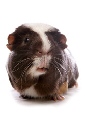 Wall Mural - Domestic Guinea Pig