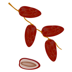 Wall Mural - Dates fruit on a branch isolated on white background.
