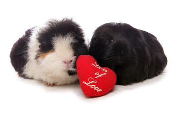 Wall Mural - Domestic Guinea Pigs