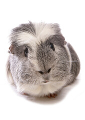 Wall Mural - Domestic Guinea Pig