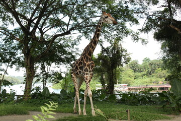 Giraffe (Giraffa camelopardalis) on the green garden background - キリン