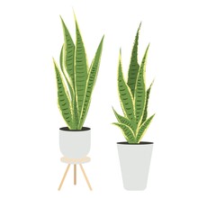 Modern Vector Illustration With Green, Yellow Snake Plant Sansevieria Trifasciata In A Pot On White Background. Plant For Cozy Home And Cozy Office. Background Vector Illustration. Simple Design.
