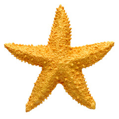Canvas Print - Yellow starfish souvenir, handmade decoration