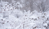 Fototapeta  - Snow covered trees and bushes in the winter forest. Background with snowy trees and heavy snowfall. Snowflakes on a background of a winter forest. Selective focus.