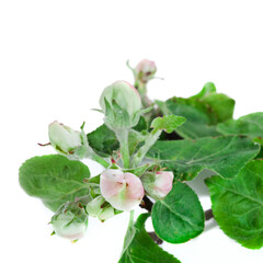 Wall Mural - Apple tree branch with buds isolated on a white background.