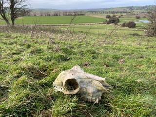 Wall Mural - Winchelsea brede valley in East Sussex view with sheep skull, Brede Valley a stretch of Sussex countryside near Rye, and Winchelsea. Where Romney and Walland marshland 