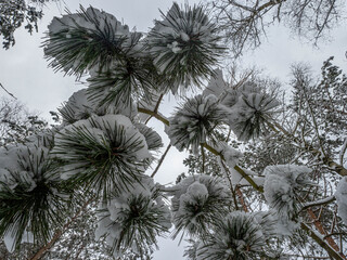 Wall Mural - Winterlandschaft