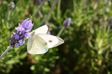 White Butterfly On A Flower
