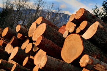 WOOD-RAW MATERIAL - BIOMASS - ENERGY, WOOD FROM THE ALPS