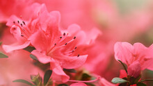 Gentle Natural Background In Vibrant Colors With A Soft Focus Of Macro Azalea Flower. Beautiful Spring Blossom, Inspiration Nature.