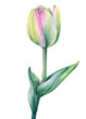 Tulip on isolated white background watercolor botanical painting