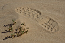 Footprint Next To A Desert Plant