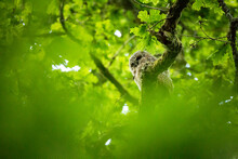 A Young Tawny Owl Sat In A Tree