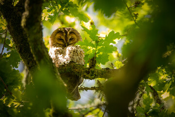 A Tawny Owl sat in a tree looking down