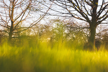Wall Mural - Green grass under rays of sun