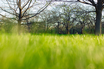 Wall Mural - Green grass under rays of sun
