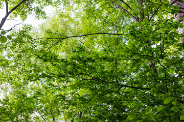 Wall Mural - forest trees. nature green wood sunlight backgrounds