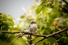 A Juvenile Long Tailed Tit Bird Perched On A Branch In Woodland