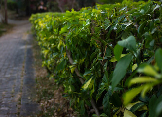 Naklejka na meble Naturaleza