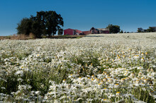 A Field Of Shasta Daisies On A Farm With A Red Barn In The Background, Near Silverton, Oregon