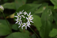 Flower Of Wild Garlic
