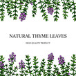 © Kseniia - Hand drawn thyme frame. Vector illustration isolated on white. Botanical herbal plant in vintage colored sketch style. Thymus vulgaris.