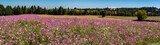Fototapeta Kosmos - A field of garden cosmos flowers and a field of mowed and windrowed ryegrass and a panoramic view of the farm land surrounding the Silverton Oregon area