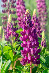 Poster - Purple Lupine, USA