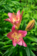 Wall Mural - Pink daylily, USA