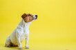 Dog pet jack russell terrier