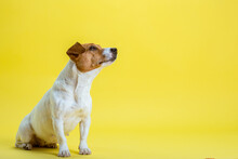 Dog Pet Jack Russell Terrier