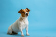 Dog pet jack russell terrier