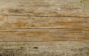 Close-Up of rotting wood, texture of the old spoiled wood damaged, brown color