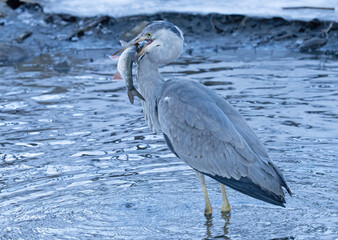 gray heron catches fish