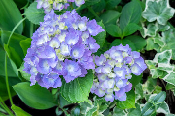 Sticker - Purple Mophead hydrangea, USA