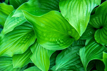 Poster - Hosta plant, USA