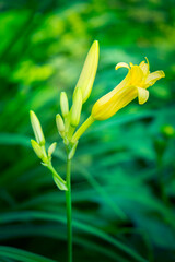 Poster - Yellow Daylily, USA