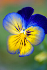 Sticker - Blue and yellow pansy, USA