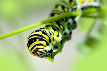 Sticker - Black Swallowtail caterpillar, USA