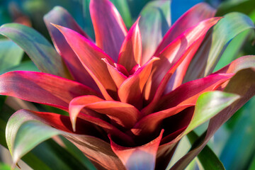 Sticker - Red and green Bromeliad, USA